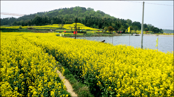 下一站，慢城-6-1-油菜花盛开时节，遍野的金...